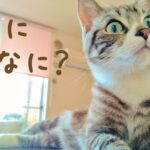 kyuka gensen osusume min