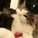 【杉真理】懐かしの名曲・思い出の1曲を追憶