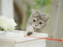 【松任谷由実】あの頃がよみがえる…心に残る懐かしの名曲たち