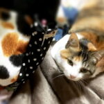 懐かしい情景が静かによみがえる、やさしい記憶のイメージ写真